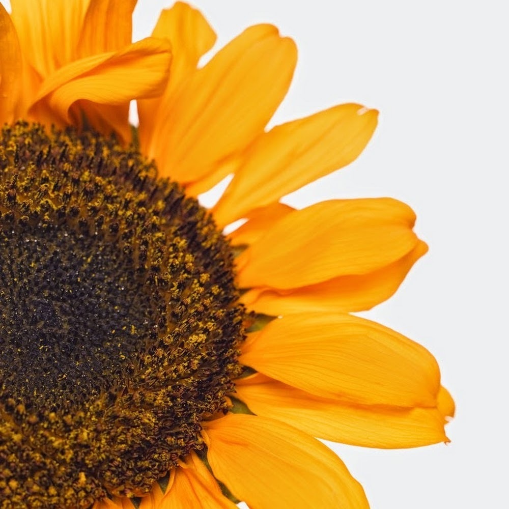 Meet your Posher, Devorah